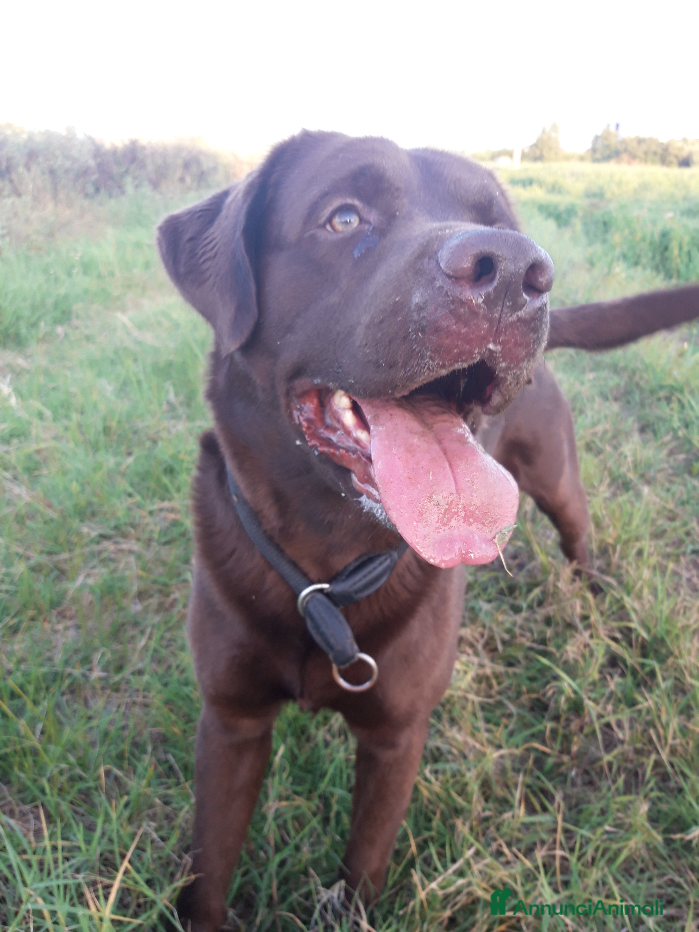Labrador cani Labrador chocolate cerca nuova famiglia - Annuncio 1