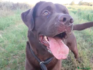 Labrador cani Labrador chocolate cerca nuova famiglia - Annuncio 7