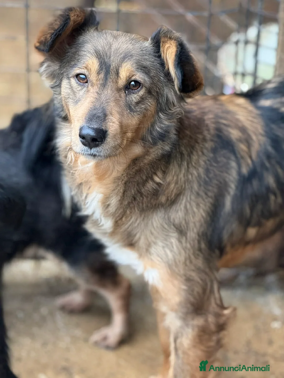 Meticcio cani in regalo: MONKY, cerca compagni di giochi! - Annuncio 2