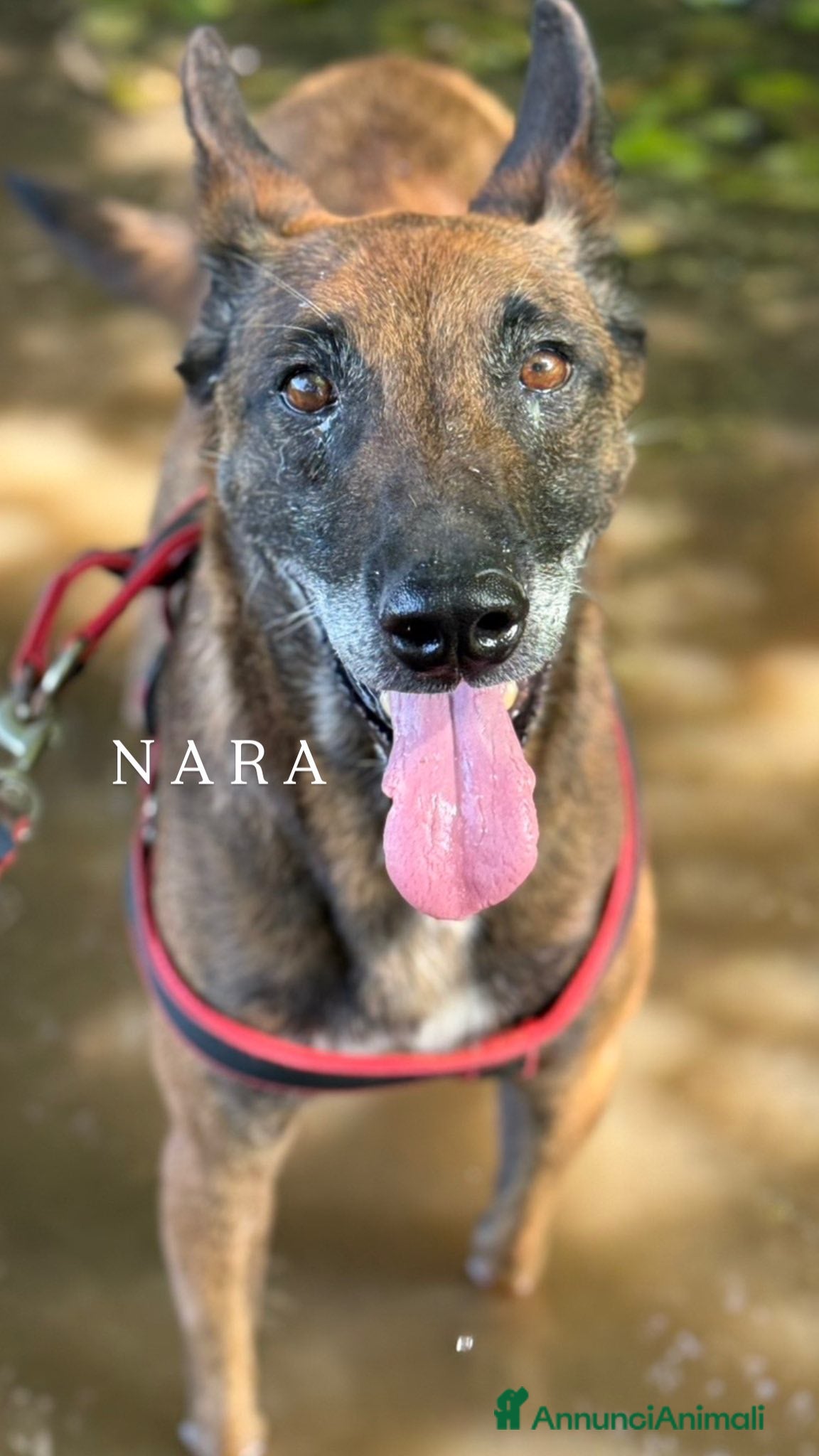 Pastore Belga cani NARA & AIRON: PASTORI BELGA MALINOIS dolcissimi! - Annuncio 2