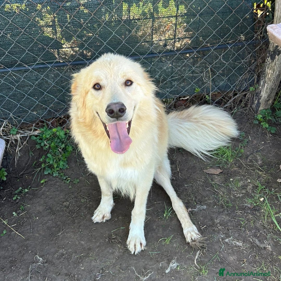 Meticcio cani in regalo: Flipper. Adozione del ❤️ - Annuncio 4