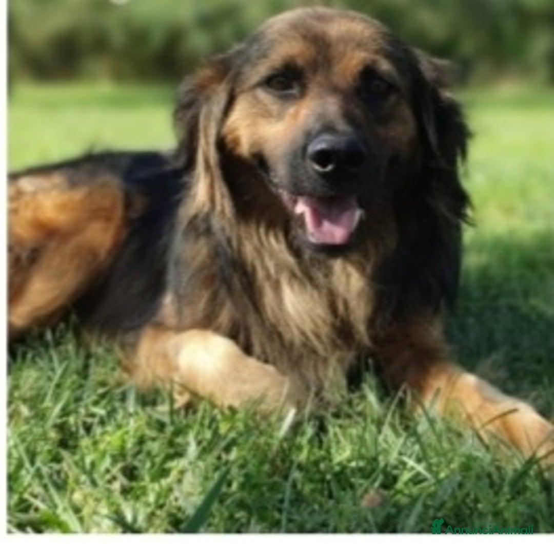 Meticcio cani in regalo: 4anni tg media recuperato,pronto x l adozione.ROMA a Città Metropolitana di Milano - Annuncio 2