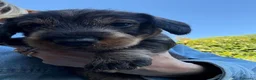Bassotto cani in vendita: Cucciolo di Bassotto Standard pelo Duro - Annuncio 12