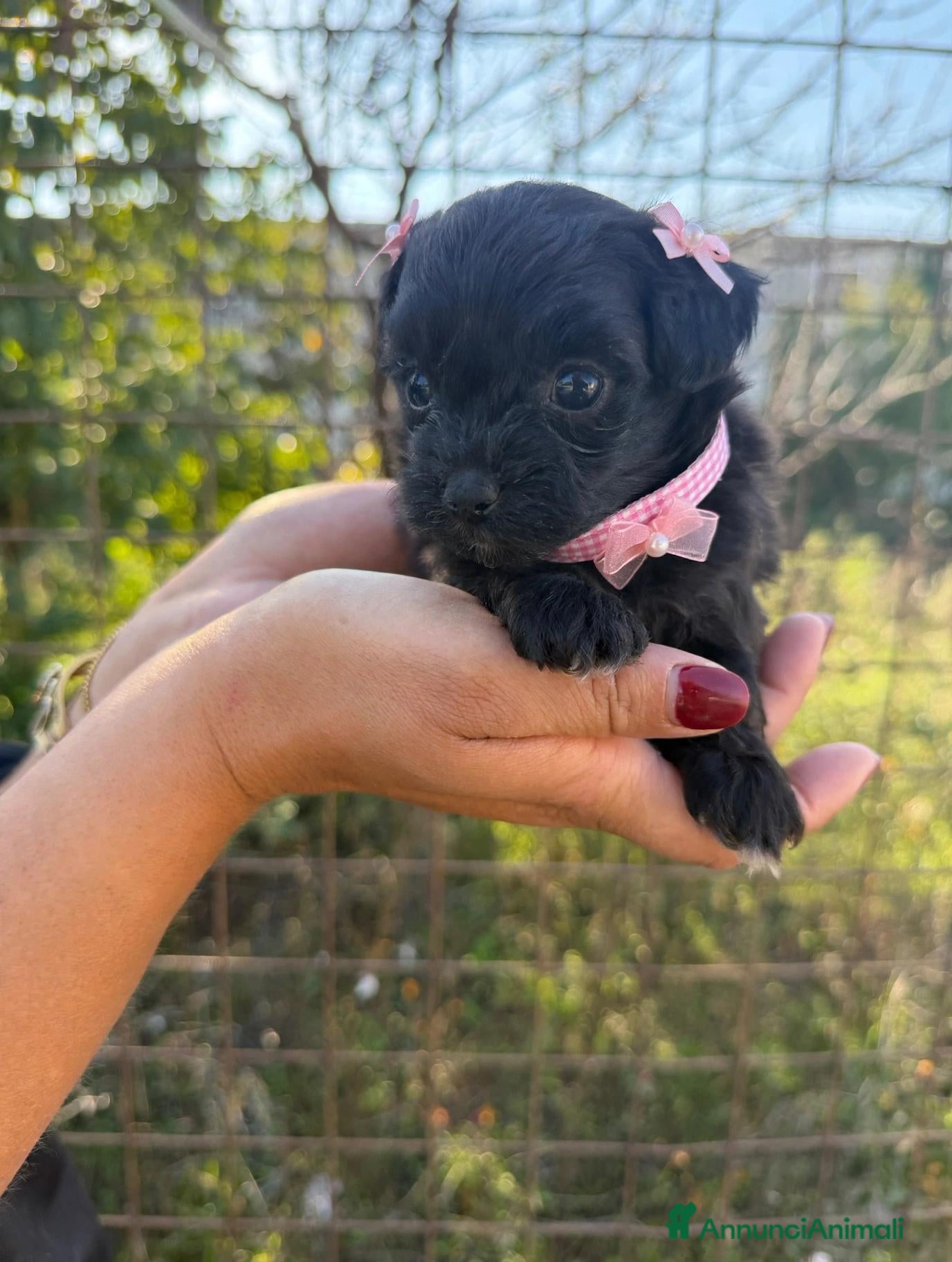 Maltipoo cani in vendita: Maltipoo mini toy - Annuncio 6