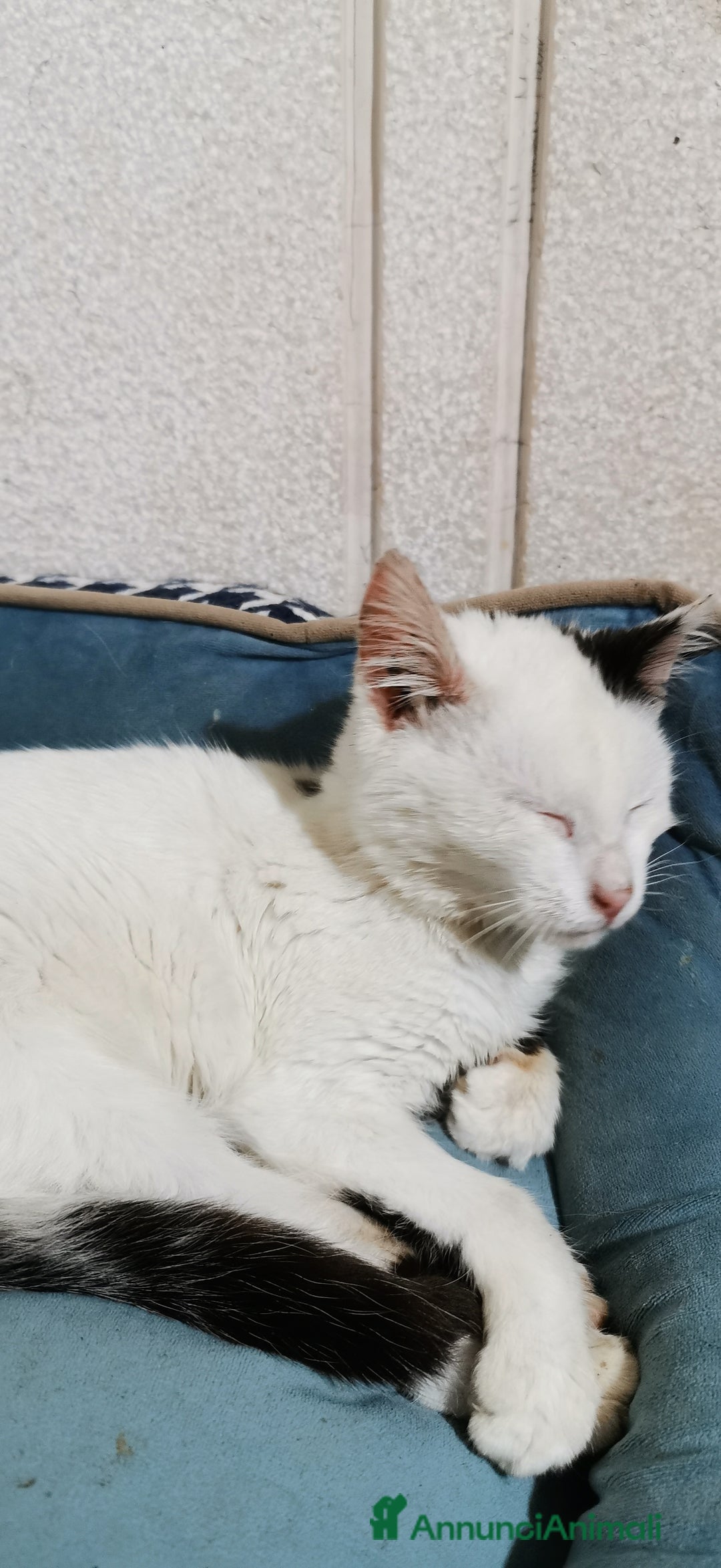 Europeo gatti in regalo: Gattina Bianca - Annuncio 10