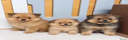 Spitz cani in vendita: Spitz tedesco piccolo, volpino - Annuncio 3