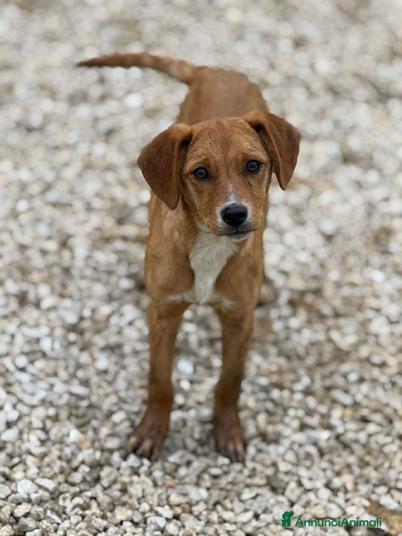 Meticcio cani in regalo: NATALIE, cucciola dolcissima cerca casa! - Annuncio 6