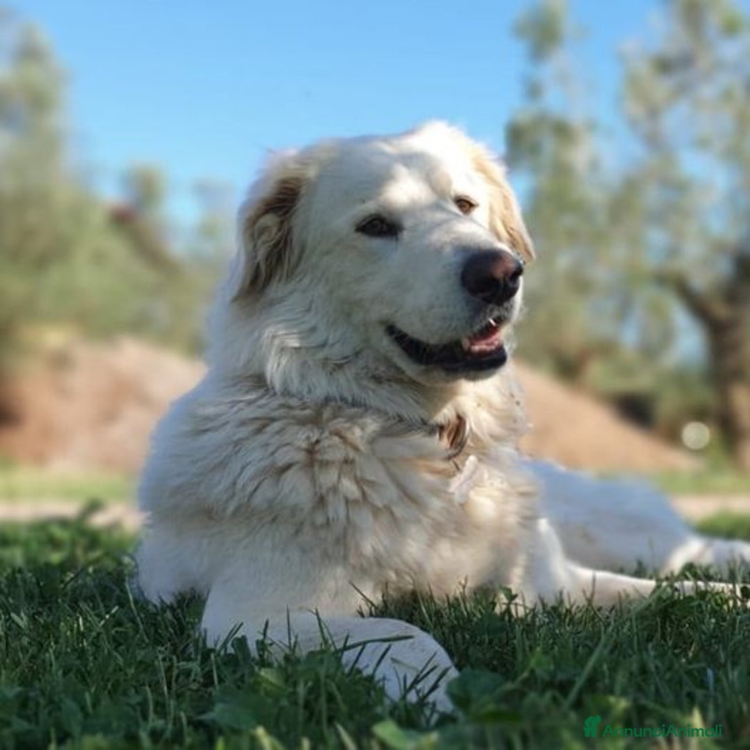 Pastore Maremmano cani in regalo: ROSETTA,giocherellona e sguardo fiero a Pomezia - Immagine 1