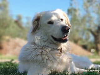 Pastore Maremmano cani ROSETTA,giocherellona e sguardo fiero a Pomezia - Annuncio 23