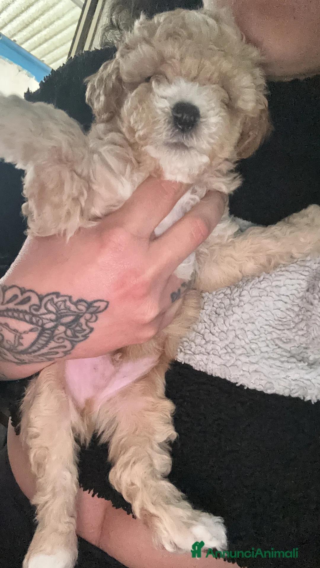 Barboncino Toy cani in vendita: Barboncini Toy  - Annuncio 10