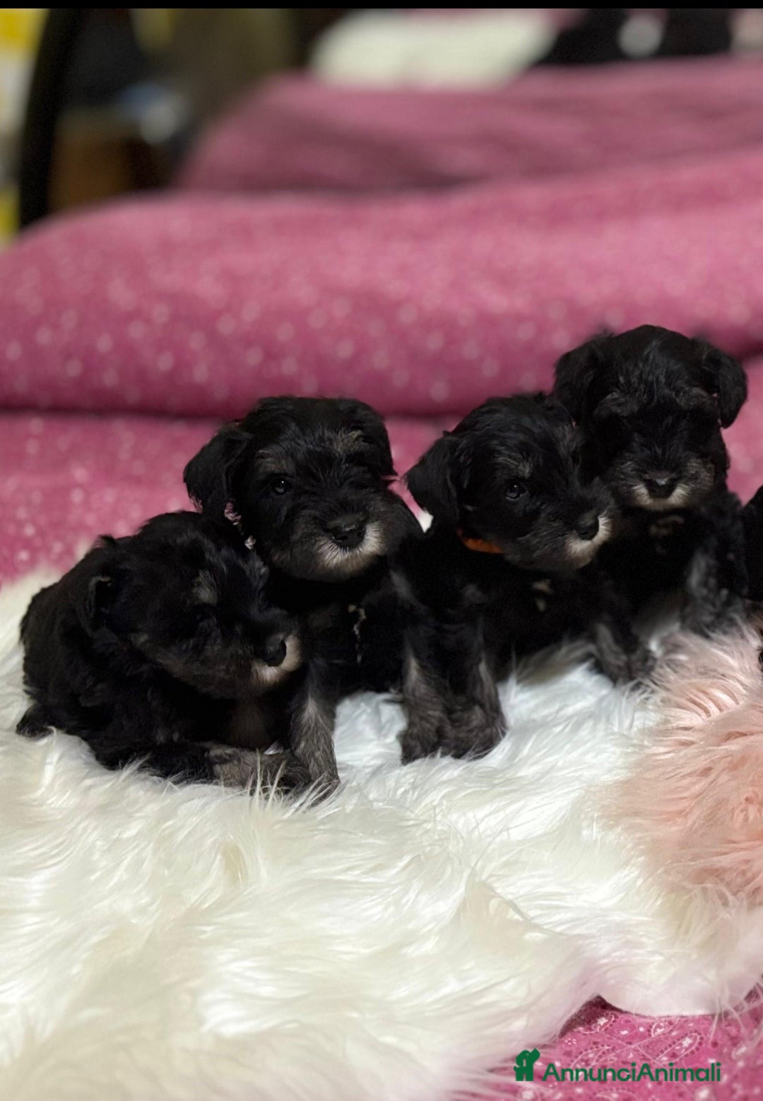 Mini Schnauzer cani in vendita: Cuccioli Schnauzer Nano Nero Argento a Province of Varese - Annuncio 2