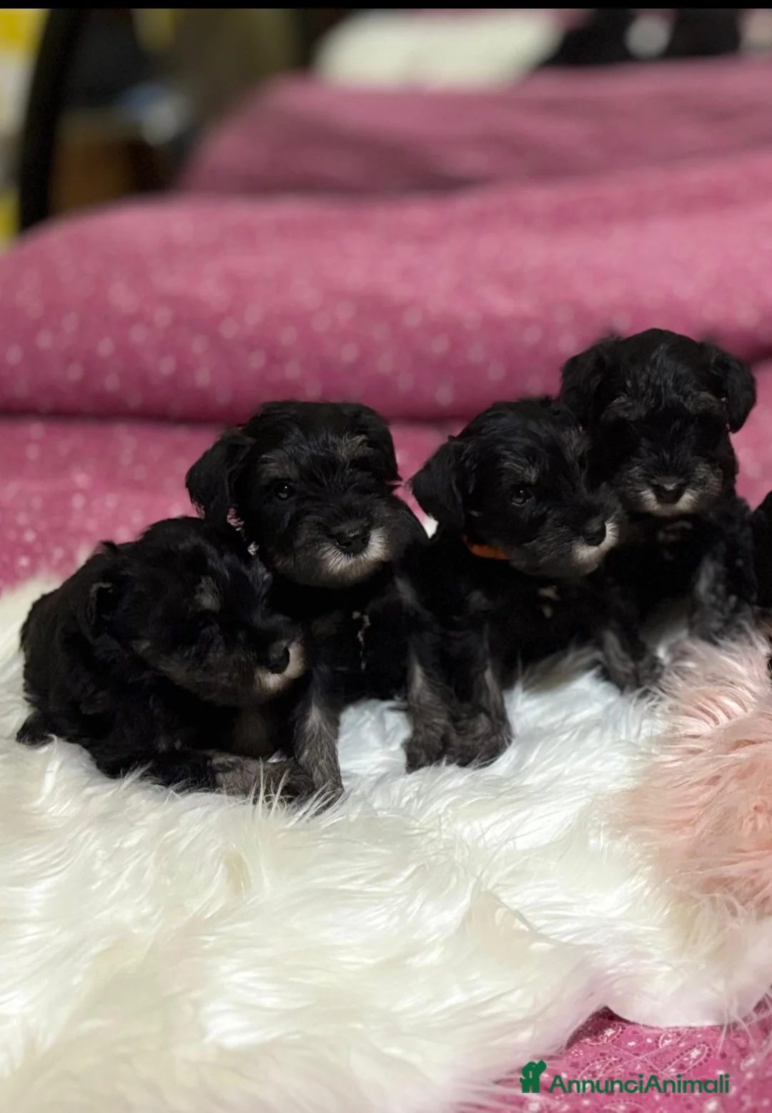Mini Schnauzer cani in vendita: Cuccioli Schnauzer Nano Nero Argento - Annuncio 2