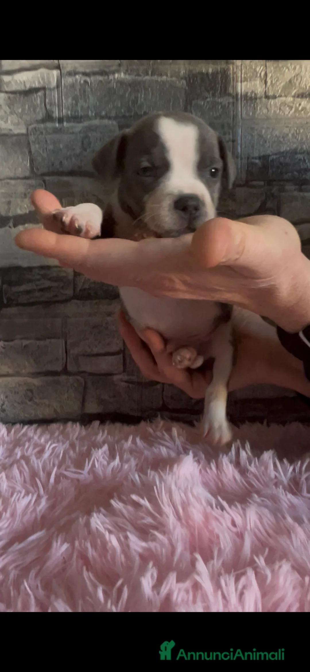 Staffordshire cani in vendita: Staffordshire bull terrier - Annuncio 7