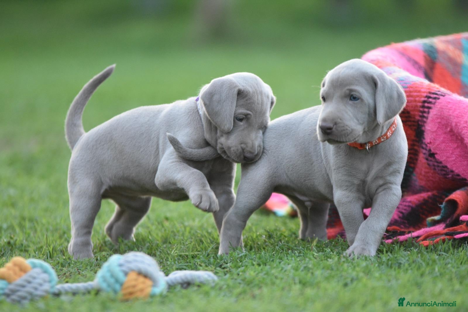 Weimaraner cani Cuccioli Weimaraner - Maschio - Annuncio 1