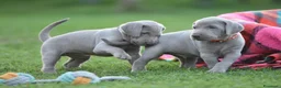 Weimaraner cani in vendita: Cuccioli Weimaraner - Maschio - Annuncio 1