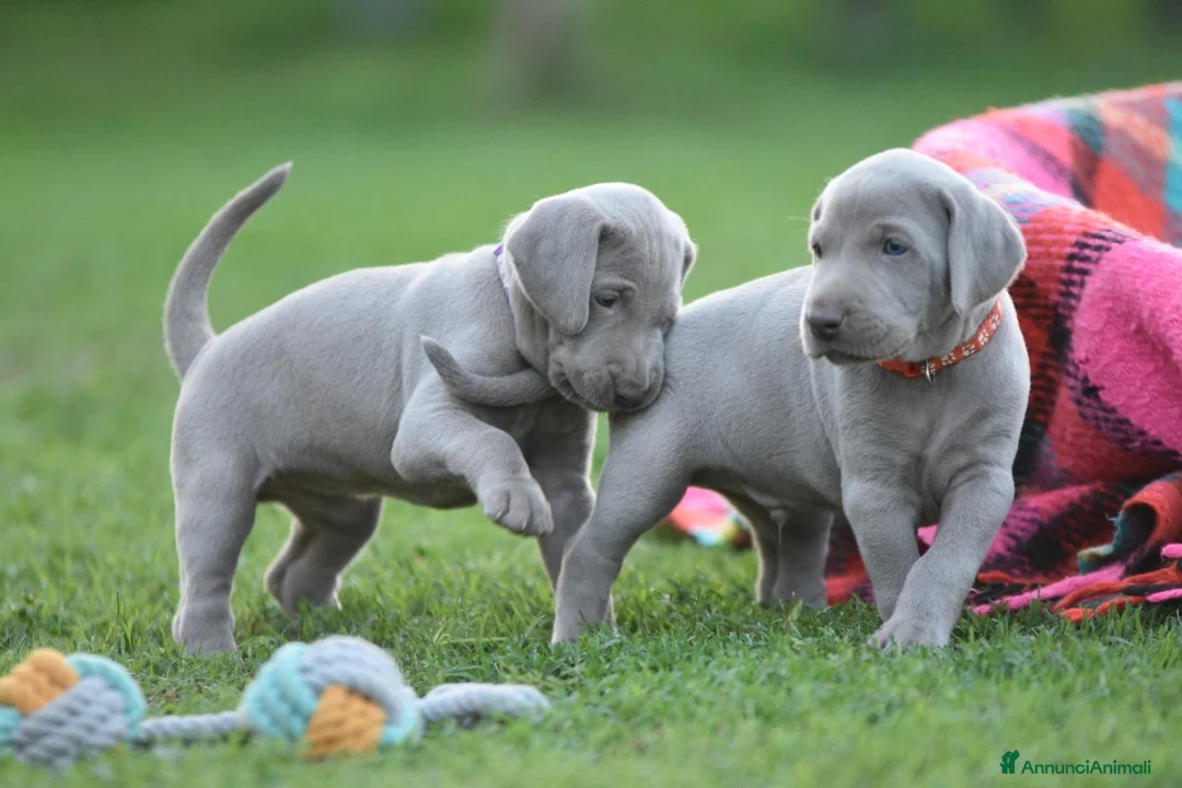Weimaraner cani in vendita: Cuccioli Weimaraner - Maschio - Annuncio 1
