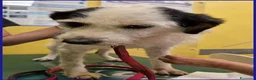 Meticcio cani in regalo: JOHNTRA sogna una famiglia - Annuncio 4