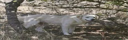 Meticcio cani in regalo: Flora  a Provincia di Potenza - Annuncio 7