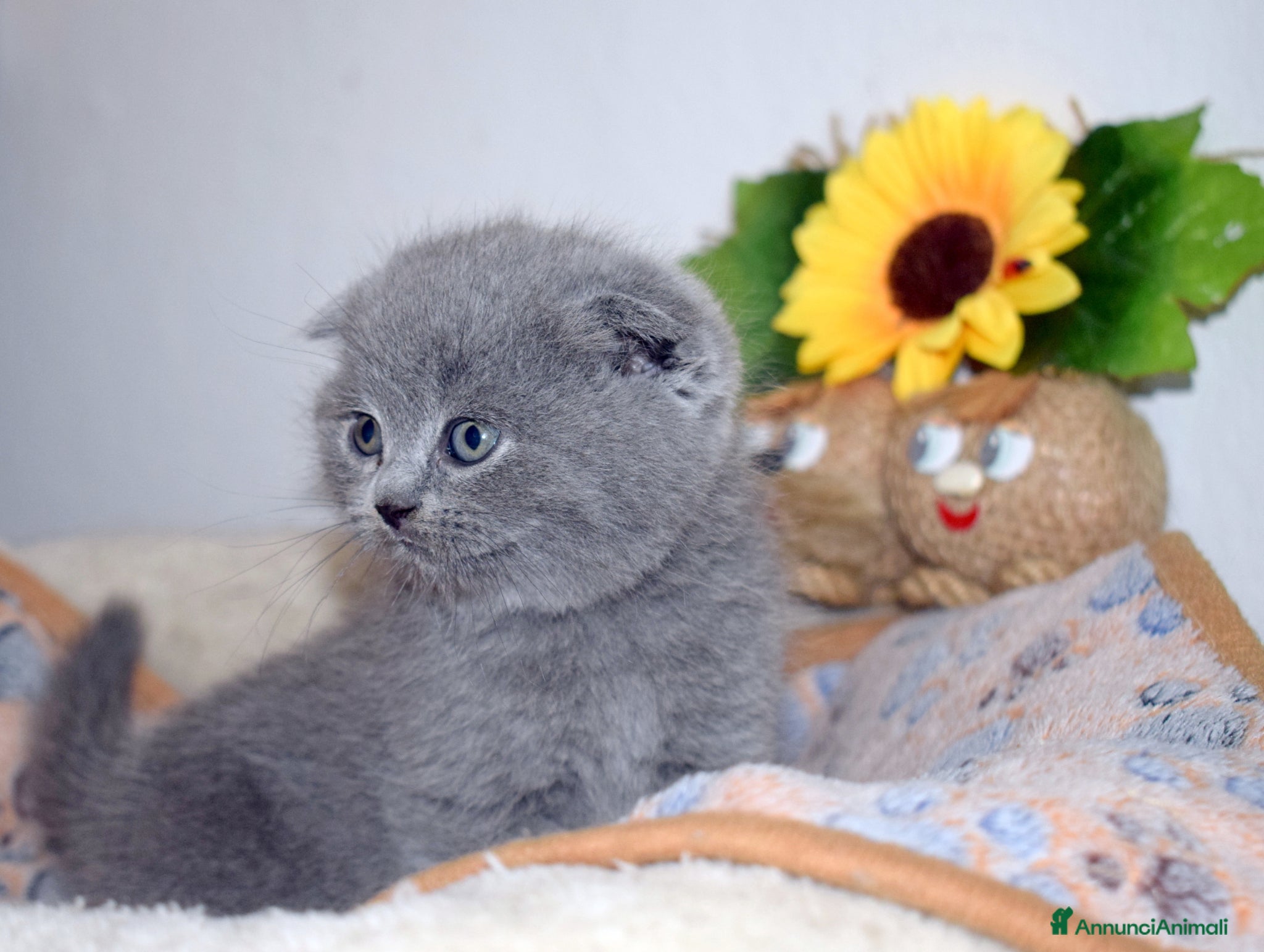 Scottish fold