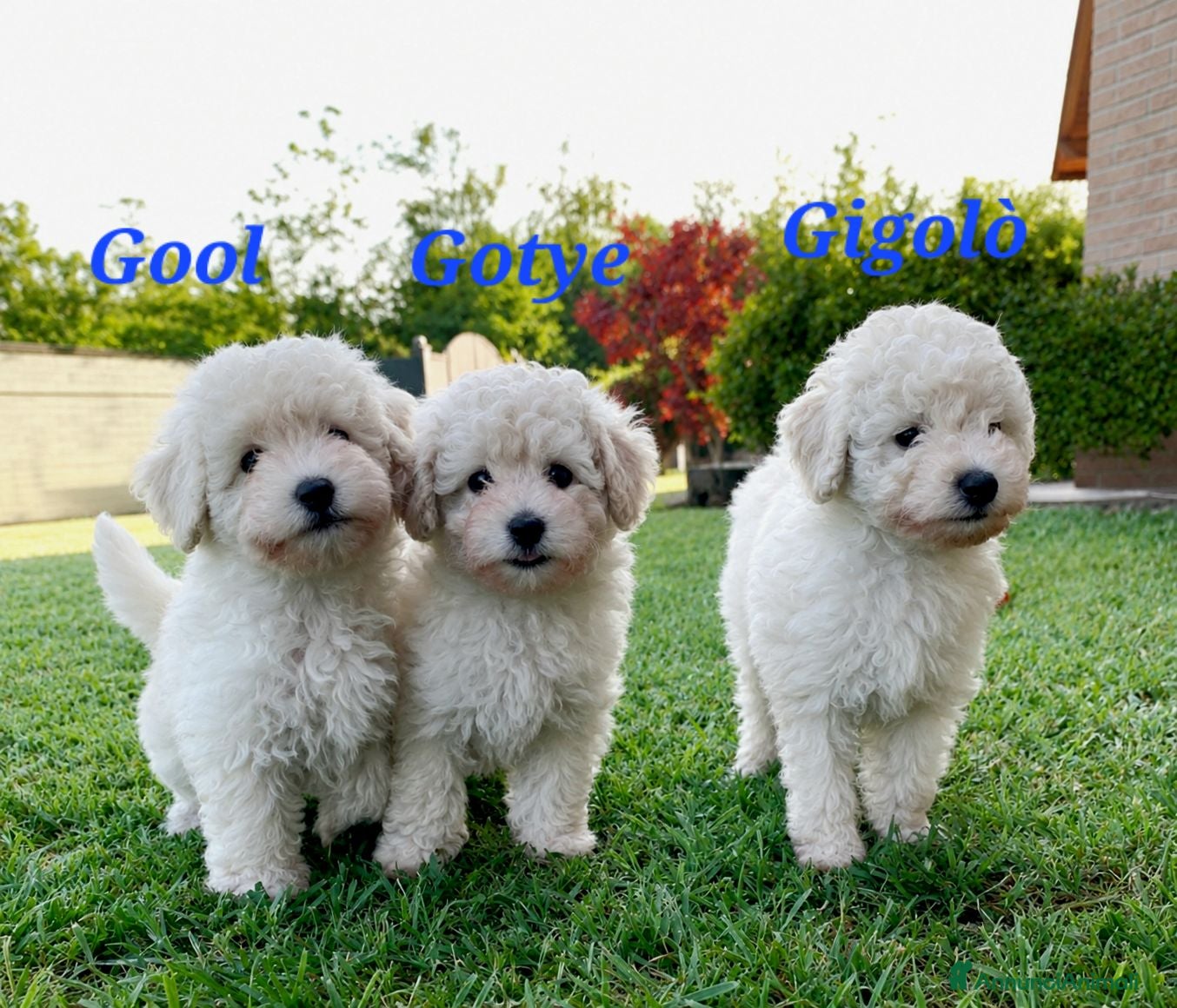 Barboncino Toy cani Cuccioli di barboncino toy maschi bianchi  - Annuncio 7