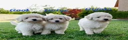 Barboncino Toy cani in vendita: Cuccioli di barboncino toy maschi bianchi  a Provincia di Varese - Annuncio 1