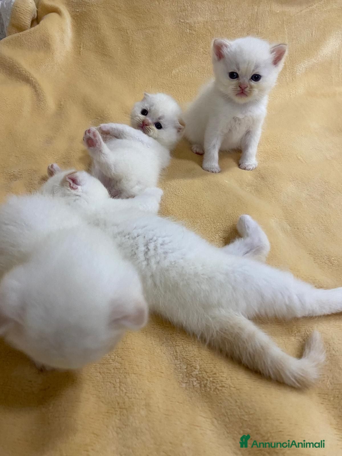 Scottish gatti Scottish con Pedigree - Annuncio 21