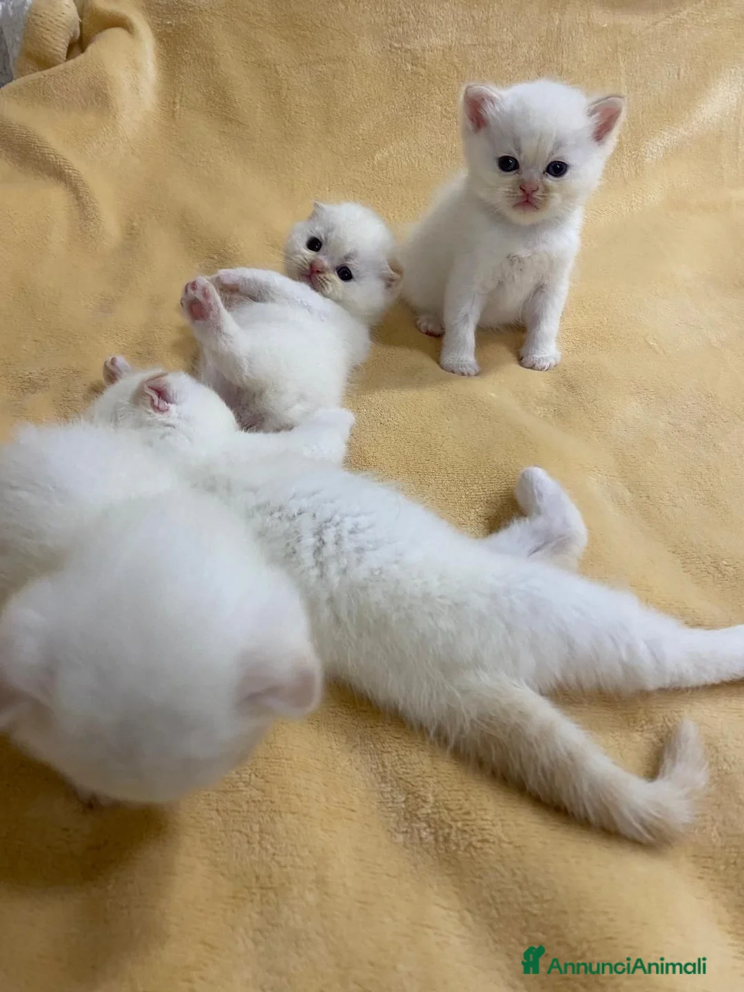 Scottish gatti in vendita: Scottish con Pedigree - Annuncio 1