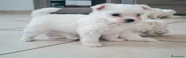 Maltese 1