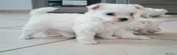 Maltese cani in vendita: Cuccioli maltese  - Annuncio 6