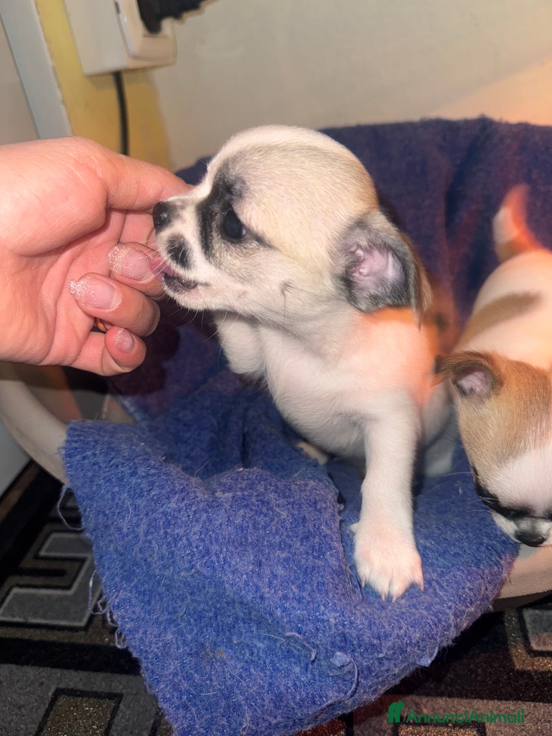 Chihuahua cani in vendita: Chihuahua - Annuncio 7