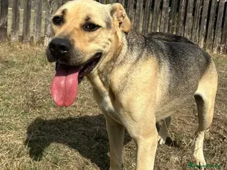 Meticcio cani PENELOPE - Annuncio 32