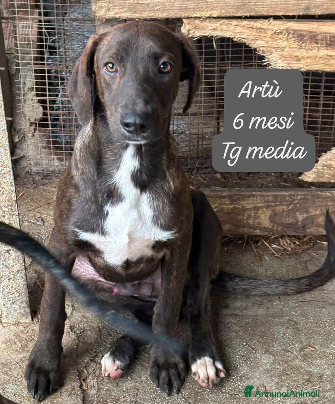 Meticcio cani in regalo: Adotta un cucciolo invisibile  - Annuncio 11