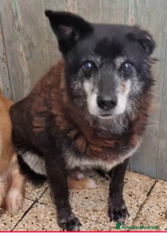 Meticcio cani Skizzo 10anni TOGLIAMOLO DAL CANILE!! PUGLIA SOS - Annuncio 25