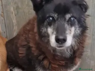 Meticcio cani Skizzo 10anni TOGLIAMOLO DAL CANILE!! PUGLIA SOS - Annuncio 33