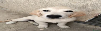Golden Retriever 2