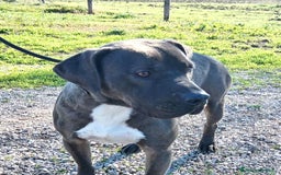 Pitbull cani in regalo: SIMONE, PIT BULL COLOR GRIGIO  a Provincia di Latina - Immagine 9