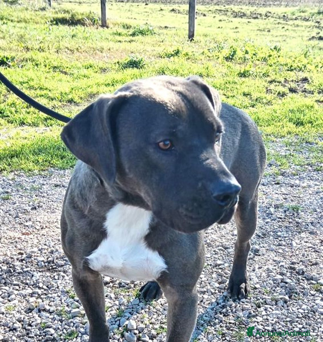 Pitbull cani in regalo: SIMONE, PIT BULL COLOR GRIGIO  a Provincia di Latina - Immagine 9