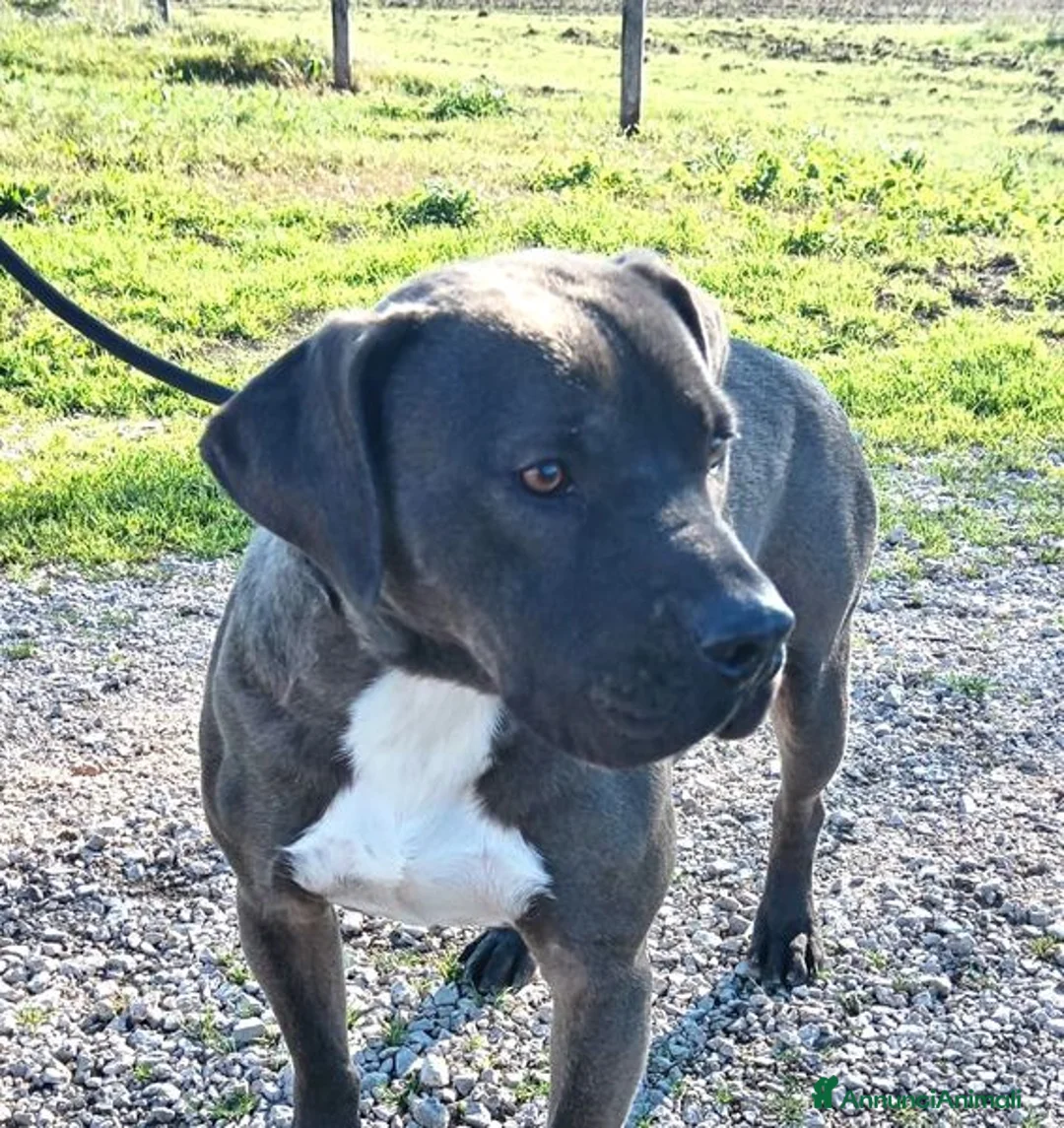 Pitbull cani in regalo: SIMONE, PIT BULL COLOR GRIGIO  a Provincia di Latina - Annuncio 9
