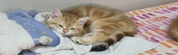 Scottish gatti in vendita: Cuccioli razza scottish straight e fold - Annuncio 4