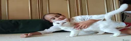 British gatti in vendita: British stupenda con KIT REGALO - Annuncio 9