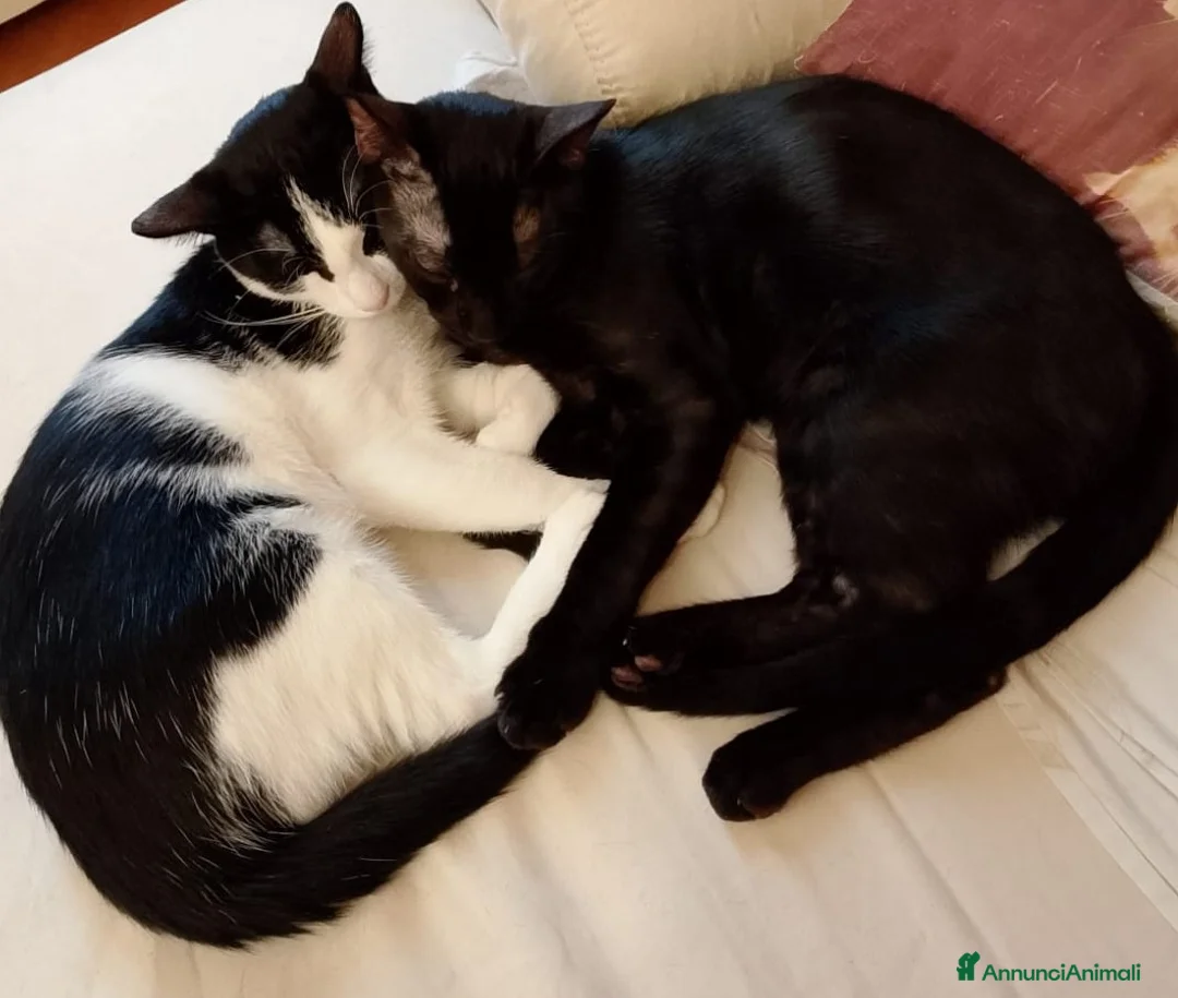 Meticcio gatti per accoppiamento: Rex e Miki a Provincia di Bergamo - Annuncio 1