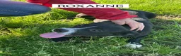 Meticcio cani in regalo: ROXANNE, cucciolandia - Annuncio 3