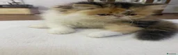 Persiano gatti in vendita: Gattine Persiane ipertipiche - Annuncio 12