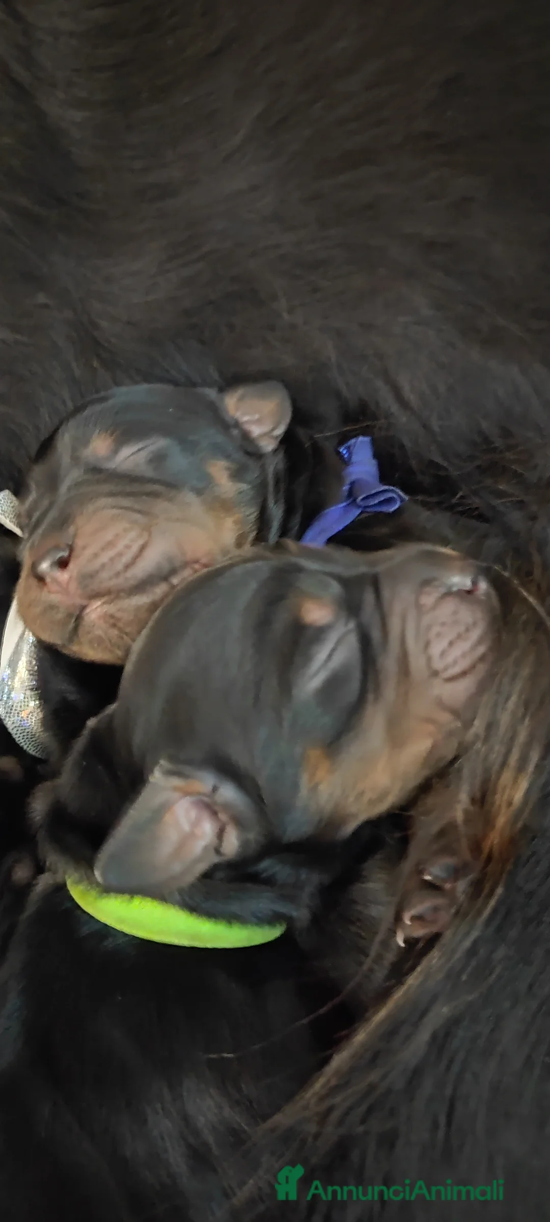 Setter Gordon cani in vendita: Cuccioli di Setter Gordon - Annuncio 8