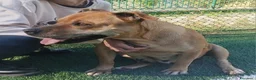 Pitbull cani in regalo: Kira pitbull 11 anni - Annuncio 3
