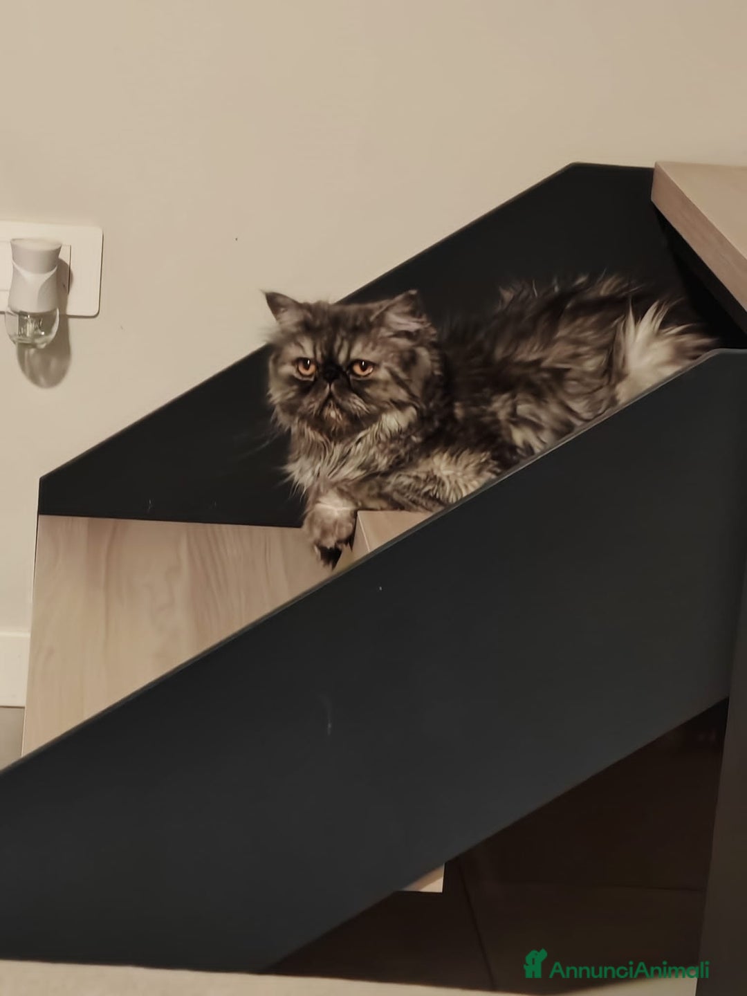 Persiano gatti in vendita: Splendidi cuccioli persiani  - Annuncio 2