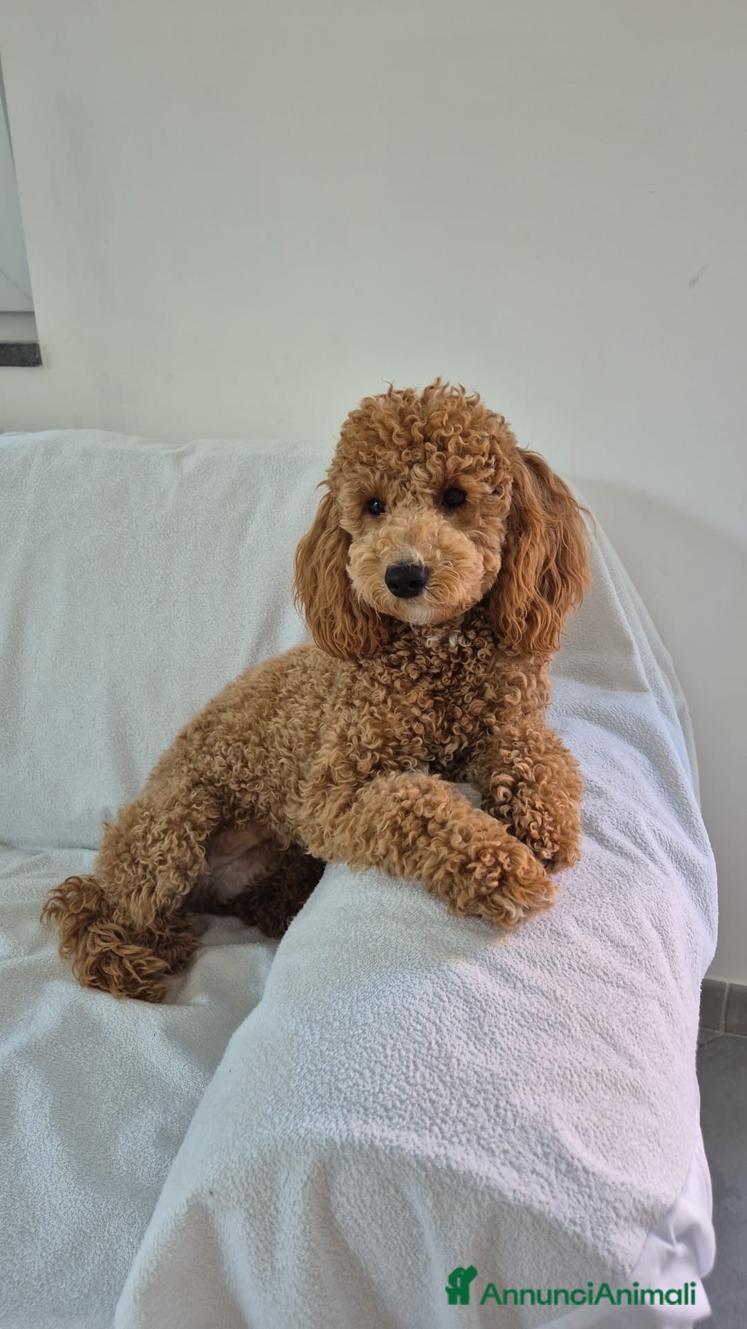 Meticcio cani Barboncini red - Annuncio 2