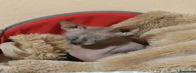 Zoe