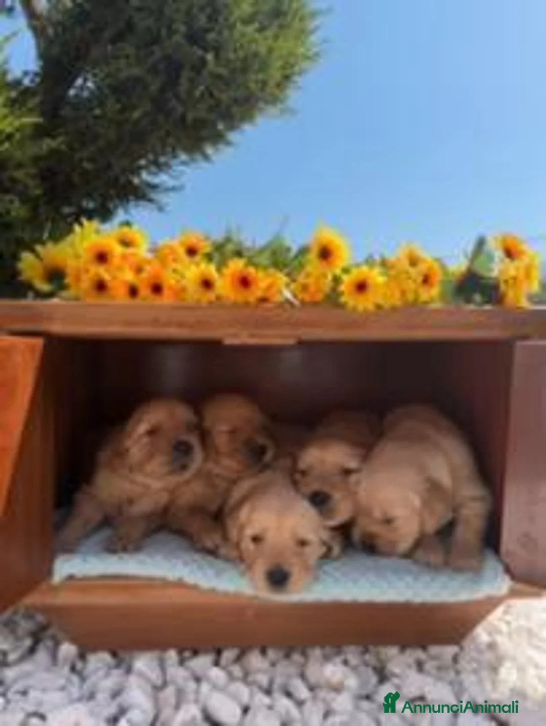 Golden Retriever cani in vendita: Cuccioli Golden Retriever 100% a Provincia autonoma di Trento - Annuncio 2