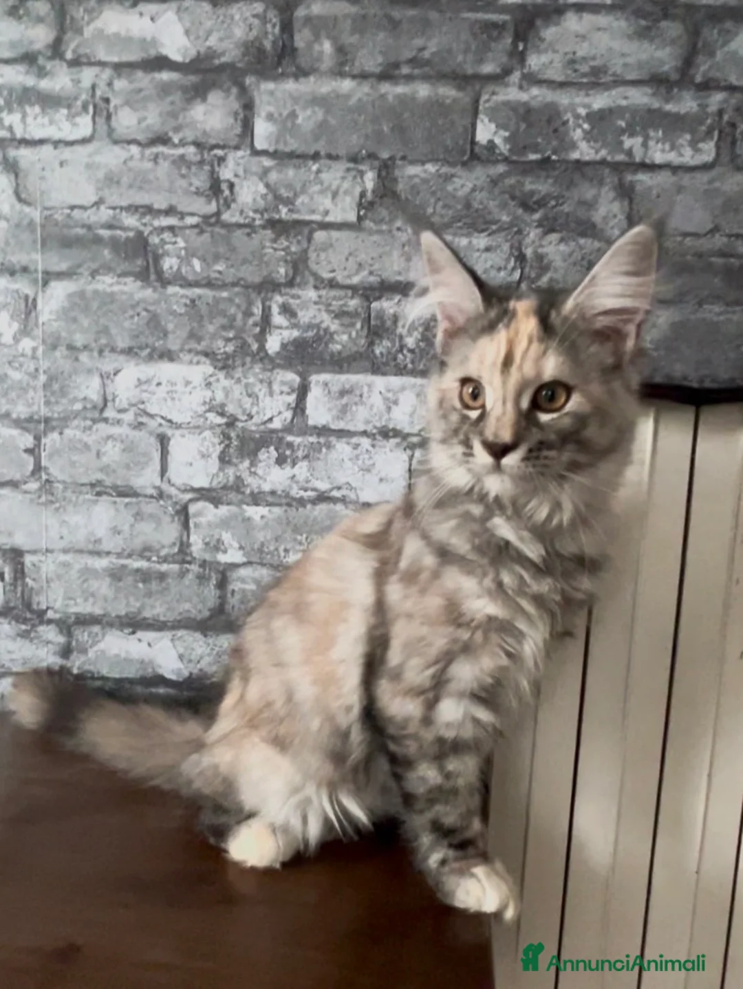 Maine Coon gatti in vendita: Cucciolo di Maine Coon, genitori testati  a Provincia di Reggio Emilia - Annuncio 1